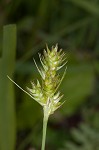 Southern sedge