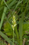 Southern sedge