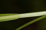 Southern sedge