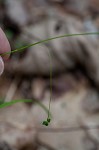 Tarheel sedge