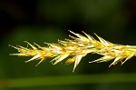 Brome-like sedge