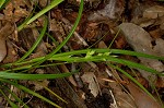 False hair sedge