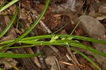 False hair sedge