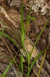 False hair sedge