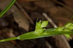 False hair sedge