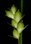 False hair sedge