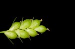 False hair sedge