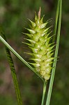 Button sedge