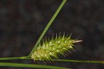 Button sedge