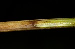 Button sedge