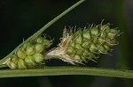 Bush's sedge