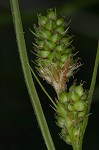 Bush's sedge