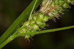 Bush's sedge