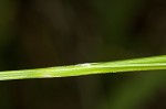 Bush's sedge