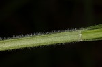 Bush's sedge