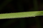 Bush's sedge