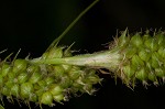 Bush's sedge