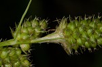 Bush's sedge