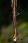 Bush's sedge