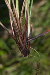 Bush's sedge