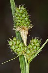 Bush's sedge