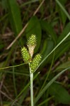 Bush's sedge