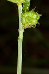 Bush's sedge