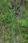 Bush's sedge