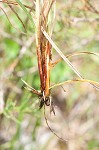 Bush's sedge