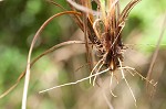 Bush's sedge