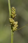 Carolina sedge