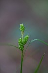 Carolina sedge