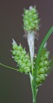 Carolina sedge