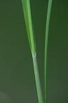 Carolina sedge