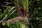 Carolina sedge