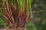 Carolina sedge