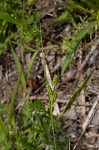 Carolina sedge