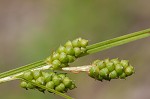 Carolina sedge