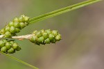 Carolina sedge