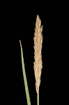 Openfield sedge