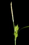 Prune-fruit sedge