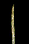 Prune-fruit sedge