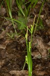 Prune-fruit sedge