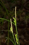 Prune-fruit sedge