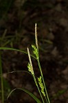 Prune-fruit sedge