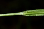 Prune-fruit sedge