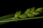 Prune-fruit sedge