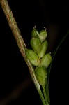 Prune-fruit sedge