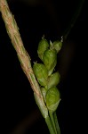 Prune-fruit sedge