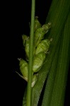 Prune-fruit sedge